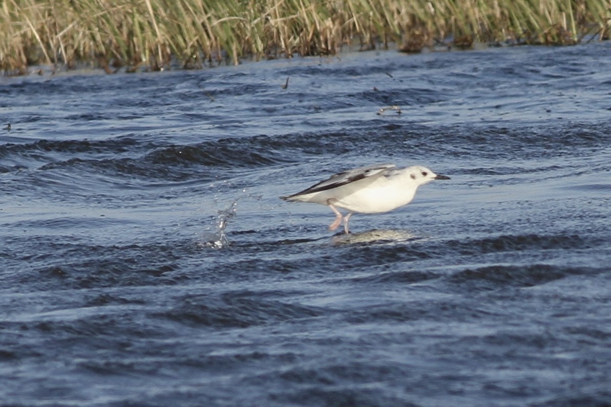 Bonaparte's Gull - ML617267174