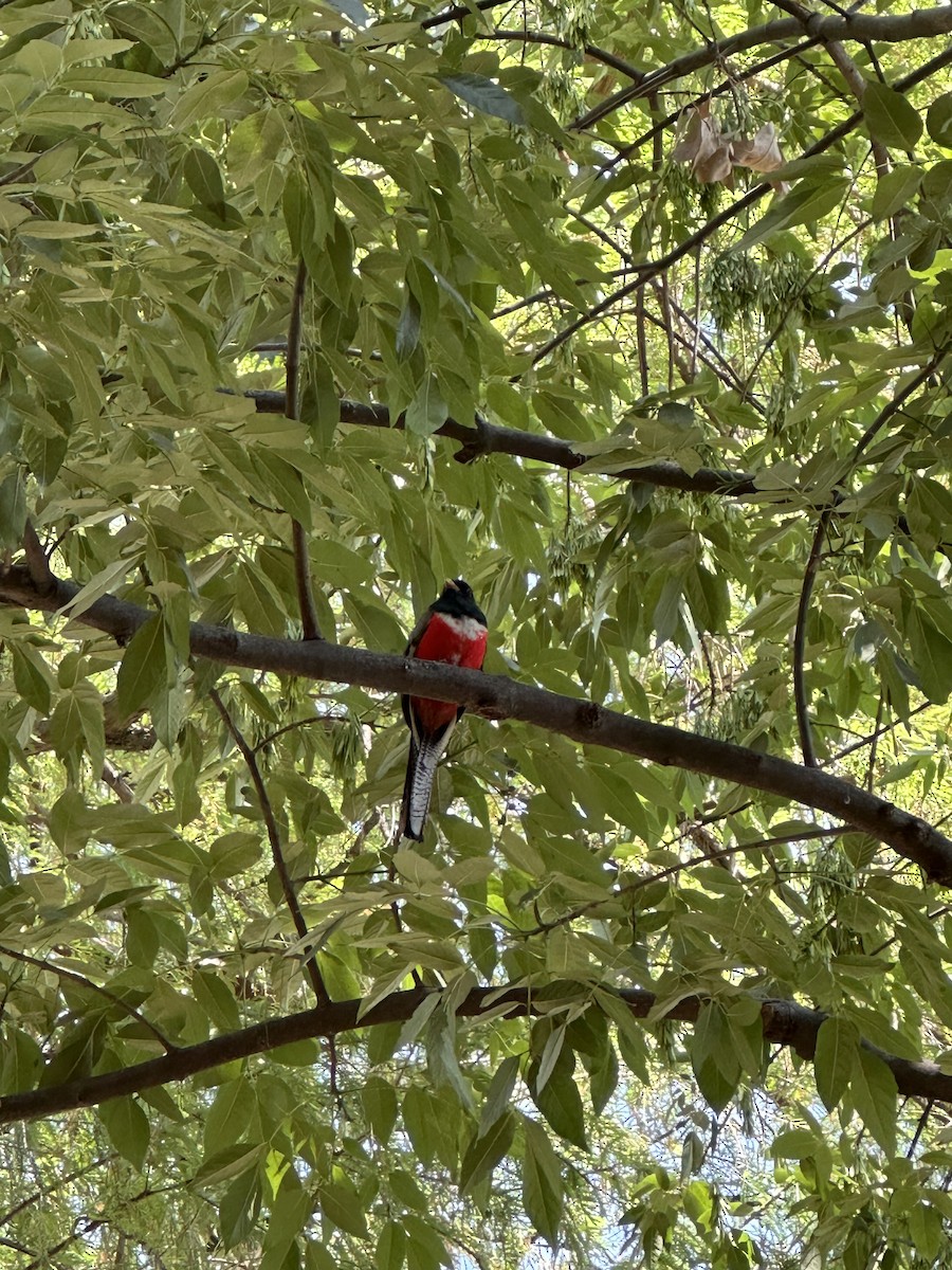 Elegant Trogon - Héctor Alfonso Carlon Carrizosa