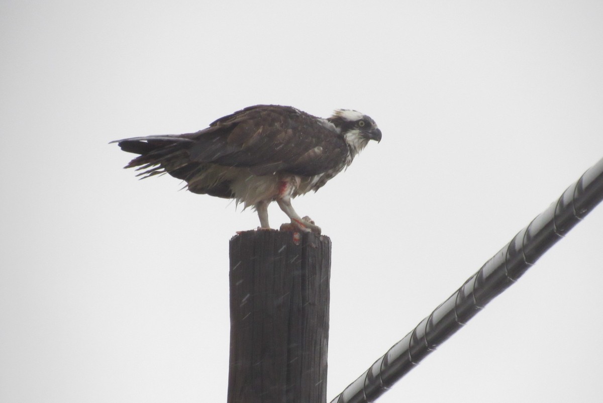 Osprey - ML617267196