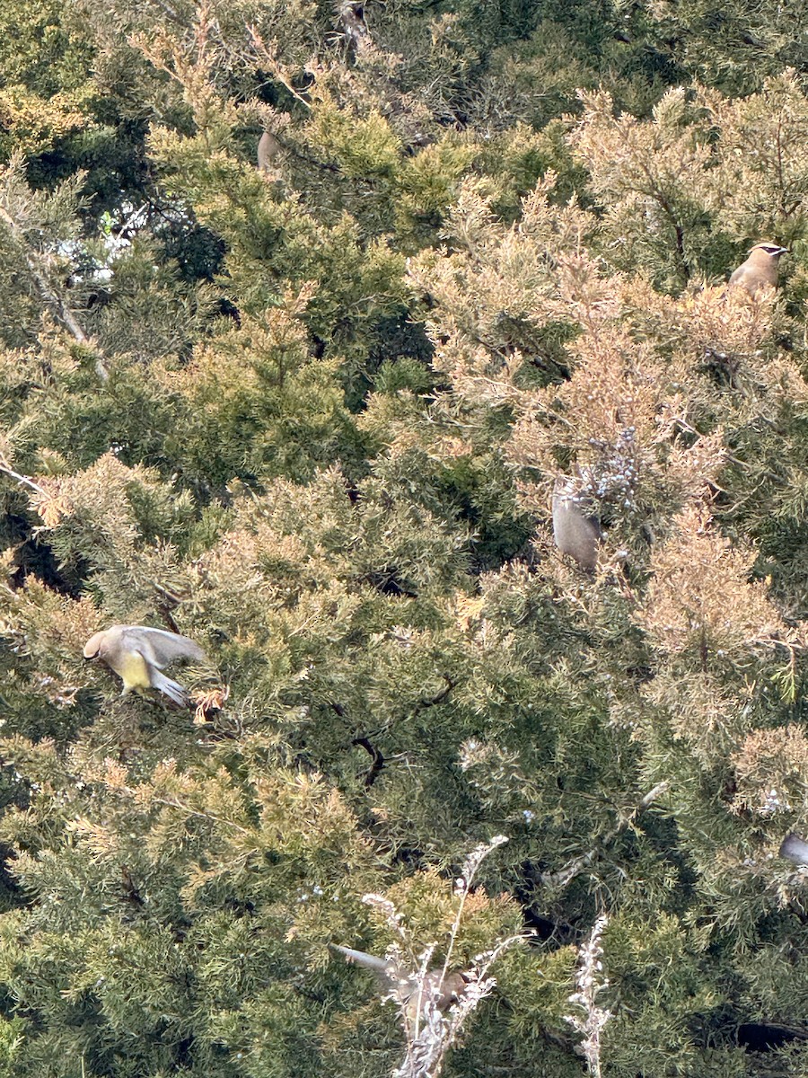 Cedar Waxwing - ML617267215