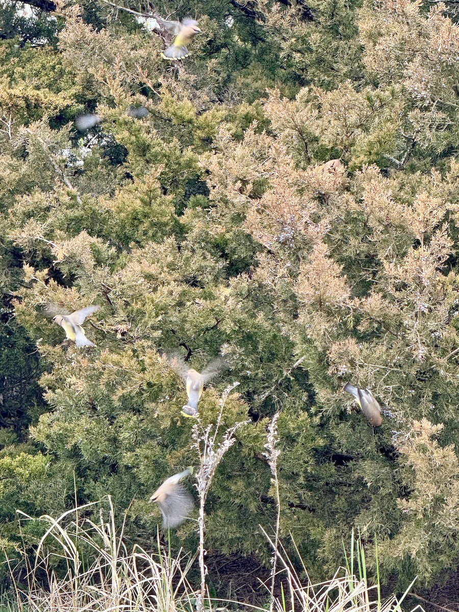 Cedar Waxwing - ML617267216