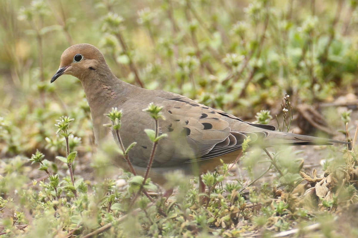 Mourning Dove - michael vedder