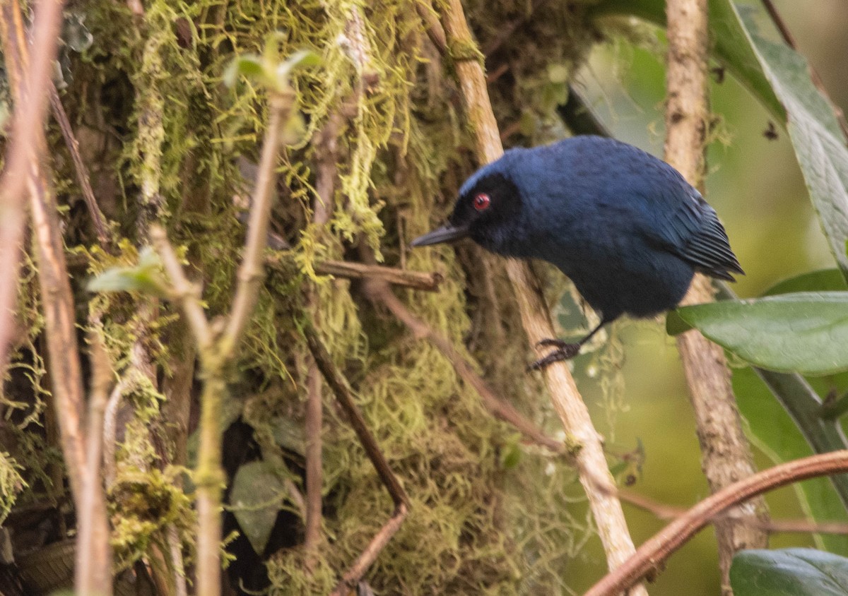 Masked Flowerpiercer - ML617267272