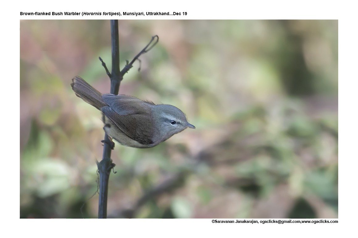 Brownish-flanked Bush Warbler - ML617267312