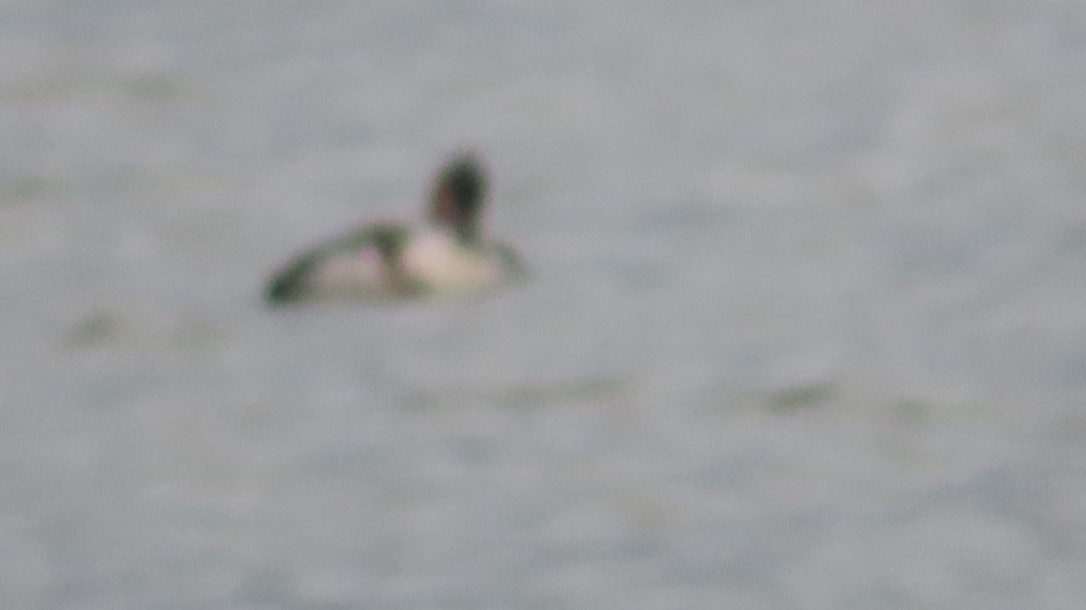 Red-breasted Merganser - Gregory Allen