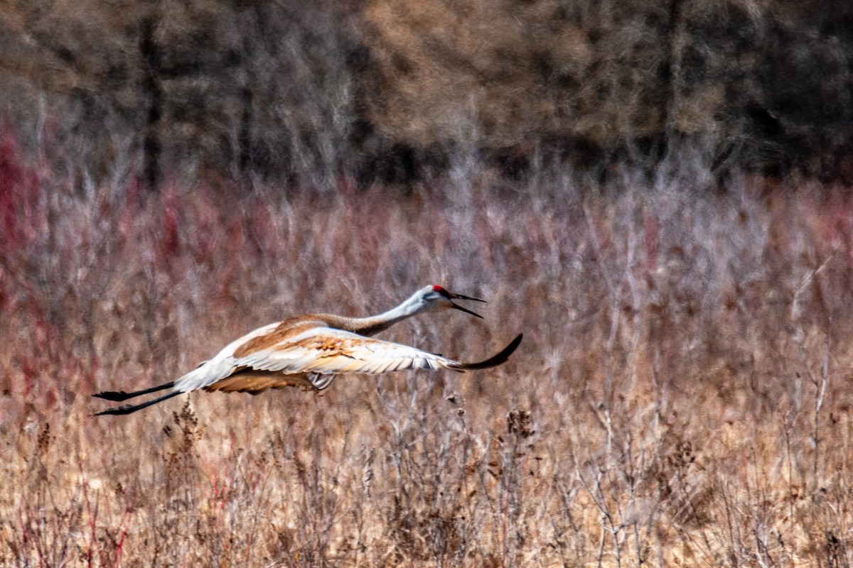 Sandhill Crane - ML617267368