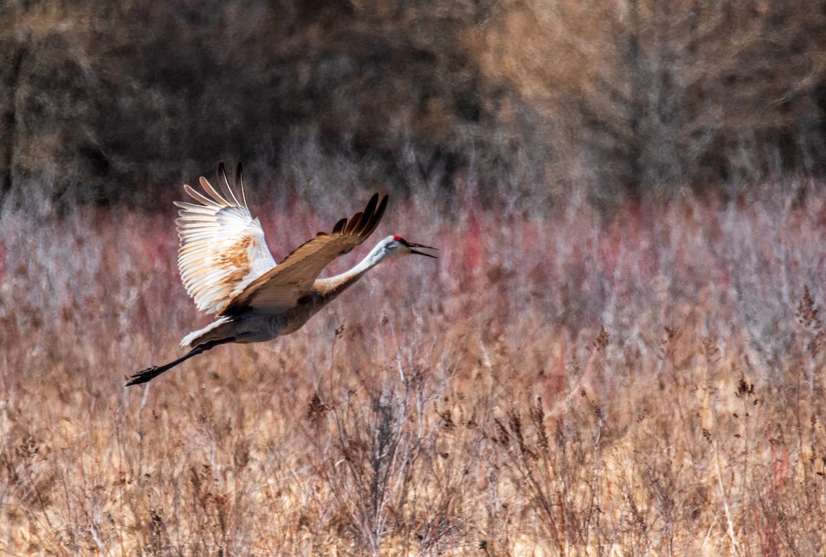 Sandhill Crane - ML617267369