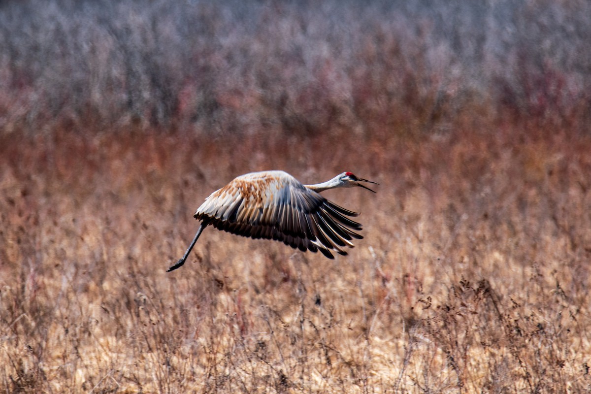 Sandhill Crane - ML617267370