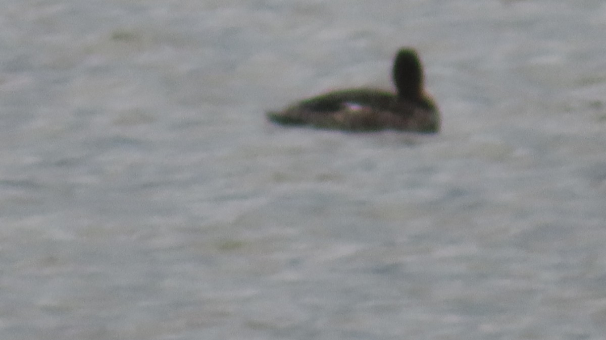 Red-breasted Merganser - ML617267389