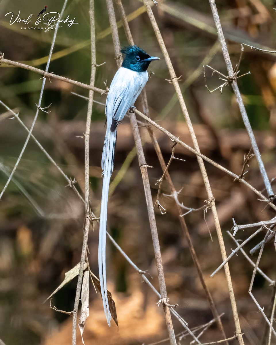 Indian Paradise-Flycatcher - Pankaj Maheria