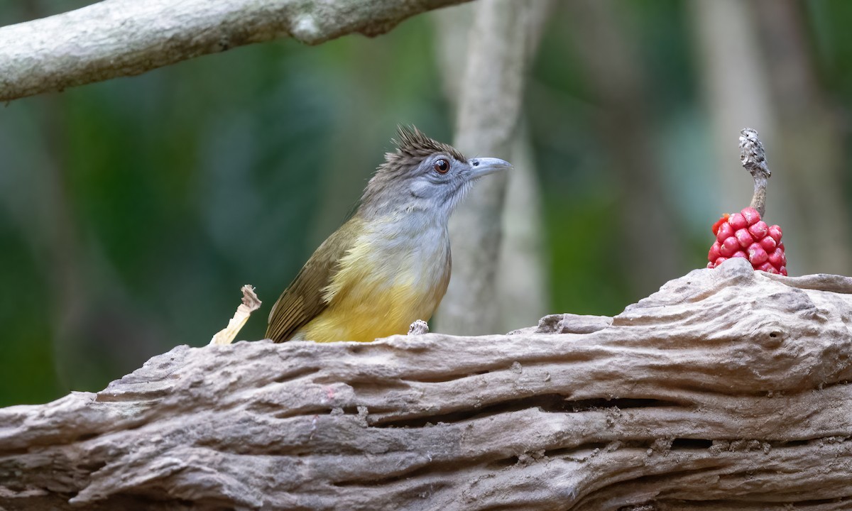 Gray-throated Bulbul - ML617267432