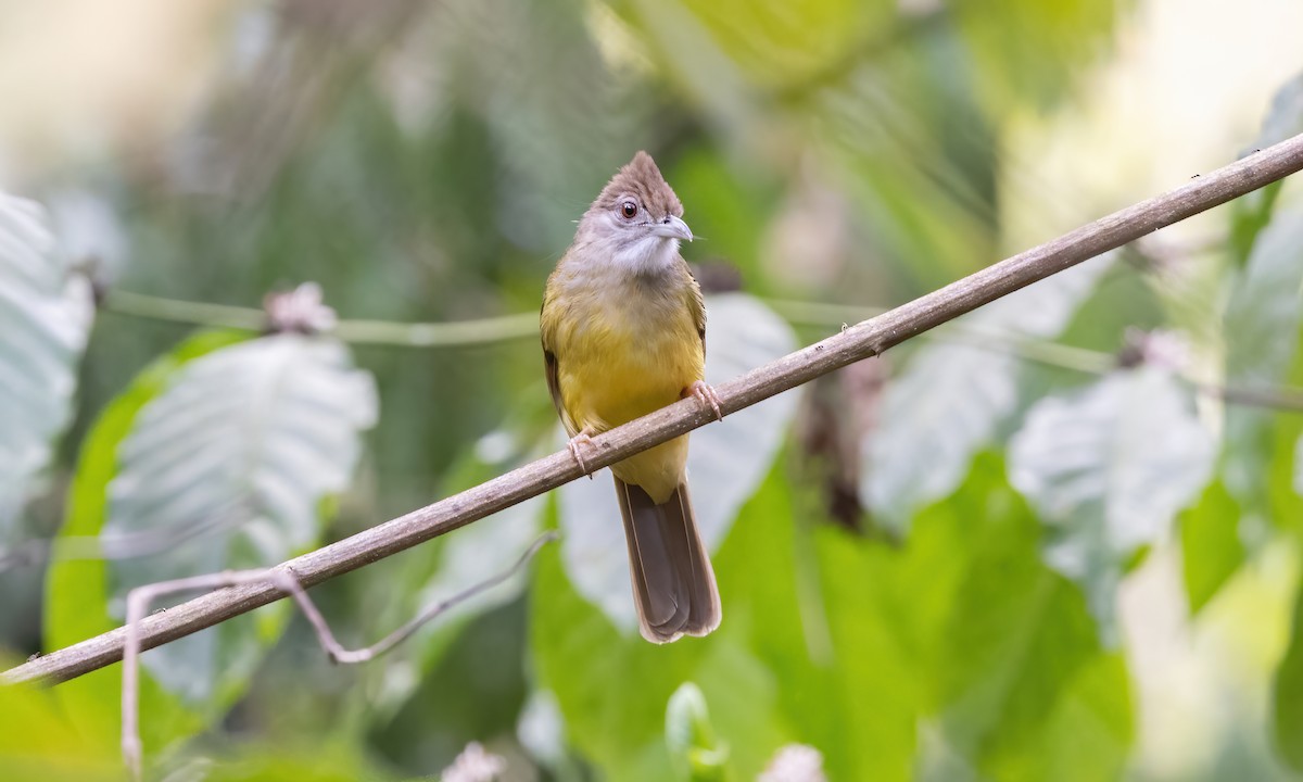 Gray-throated Bulbul - ML617267433