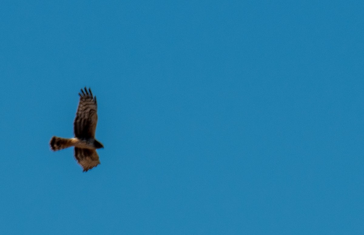 Northern Harrier - ML617267436