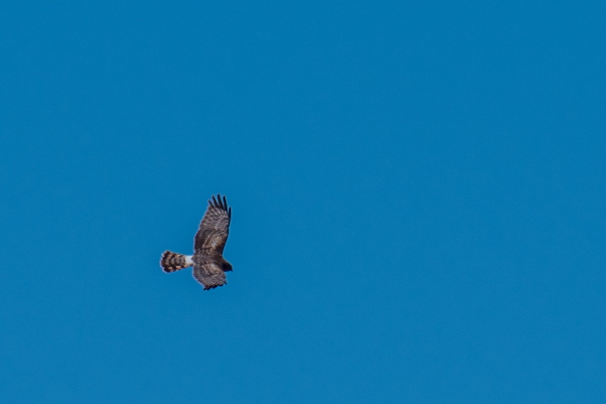 Northern Harrier - ML617267437