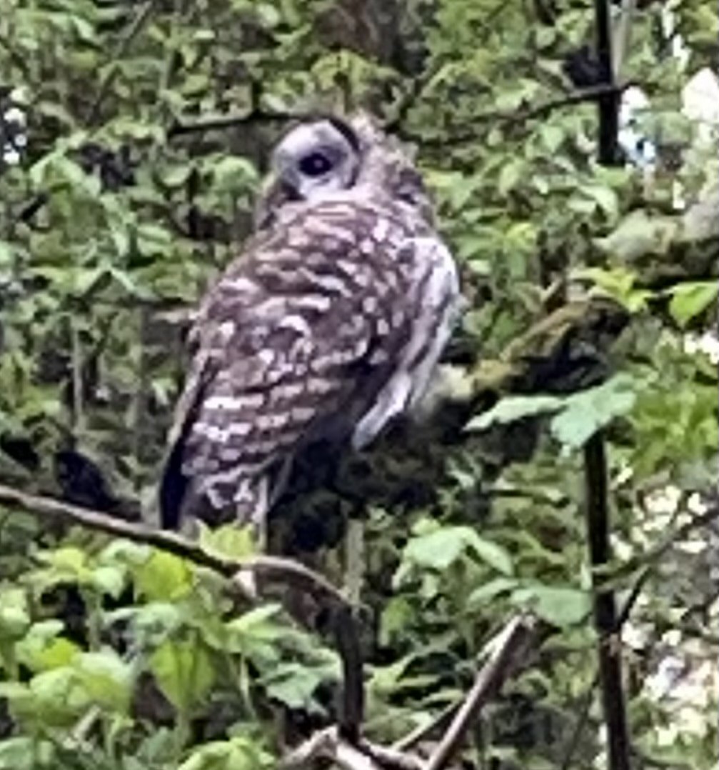Barred Owl - ML617267531