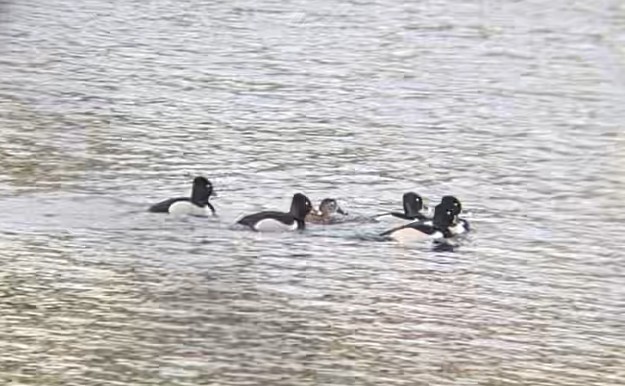 Ring-necked Duck - ML617267533