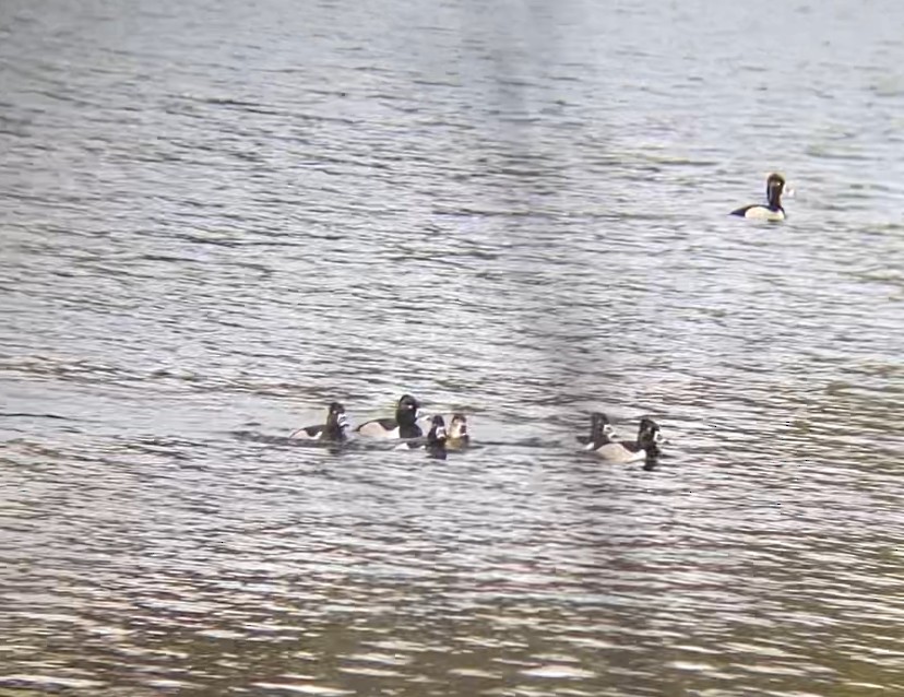 Ring-necked Duck - ML617267534