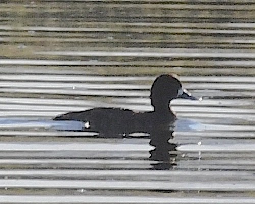 Greater Scaup - ML617267575