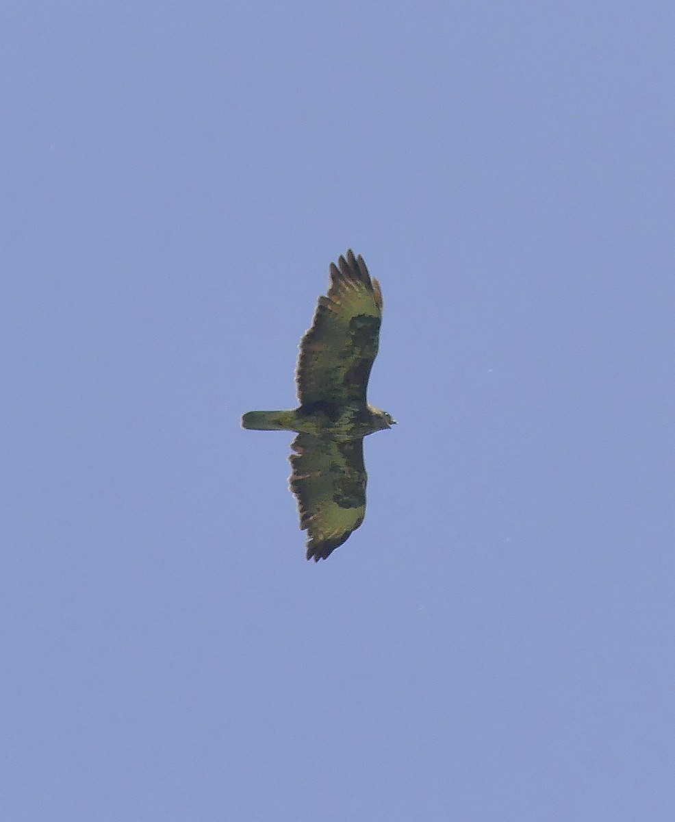 Common Buzzard - ML617267623