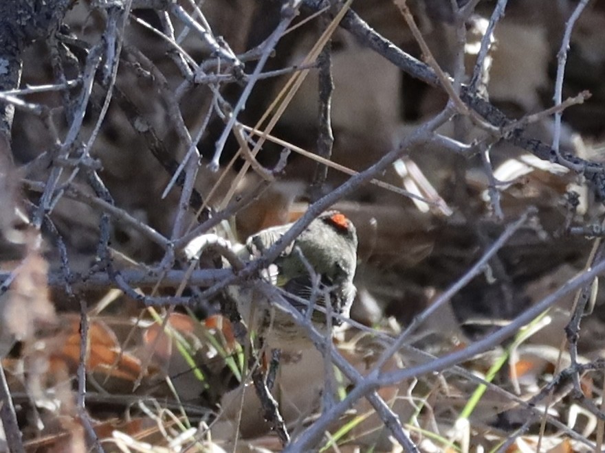 Ruby-crowned Kinglet - Mohini Rawool-Sullivan