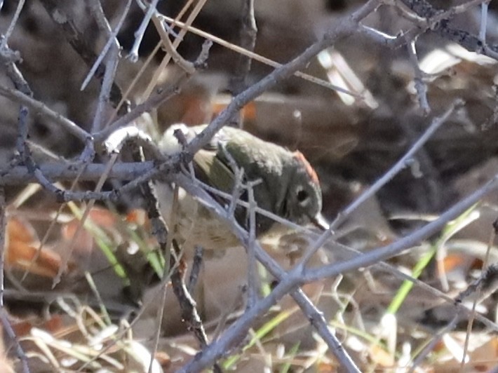 Ruby-crowned Kinglet - ML617267625