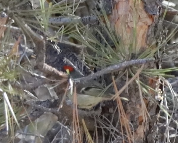 Ruby-crowned Kinglet - ML617267628