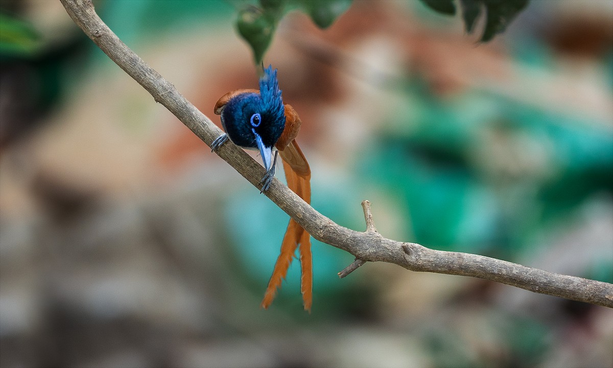 Indian Paradise-Flycatcher - Naresh Vadrevu