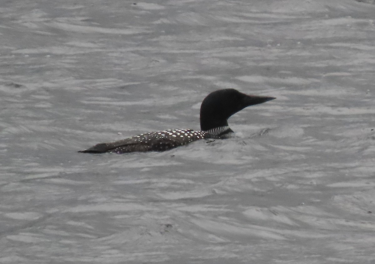 Common Loon - ML617267665