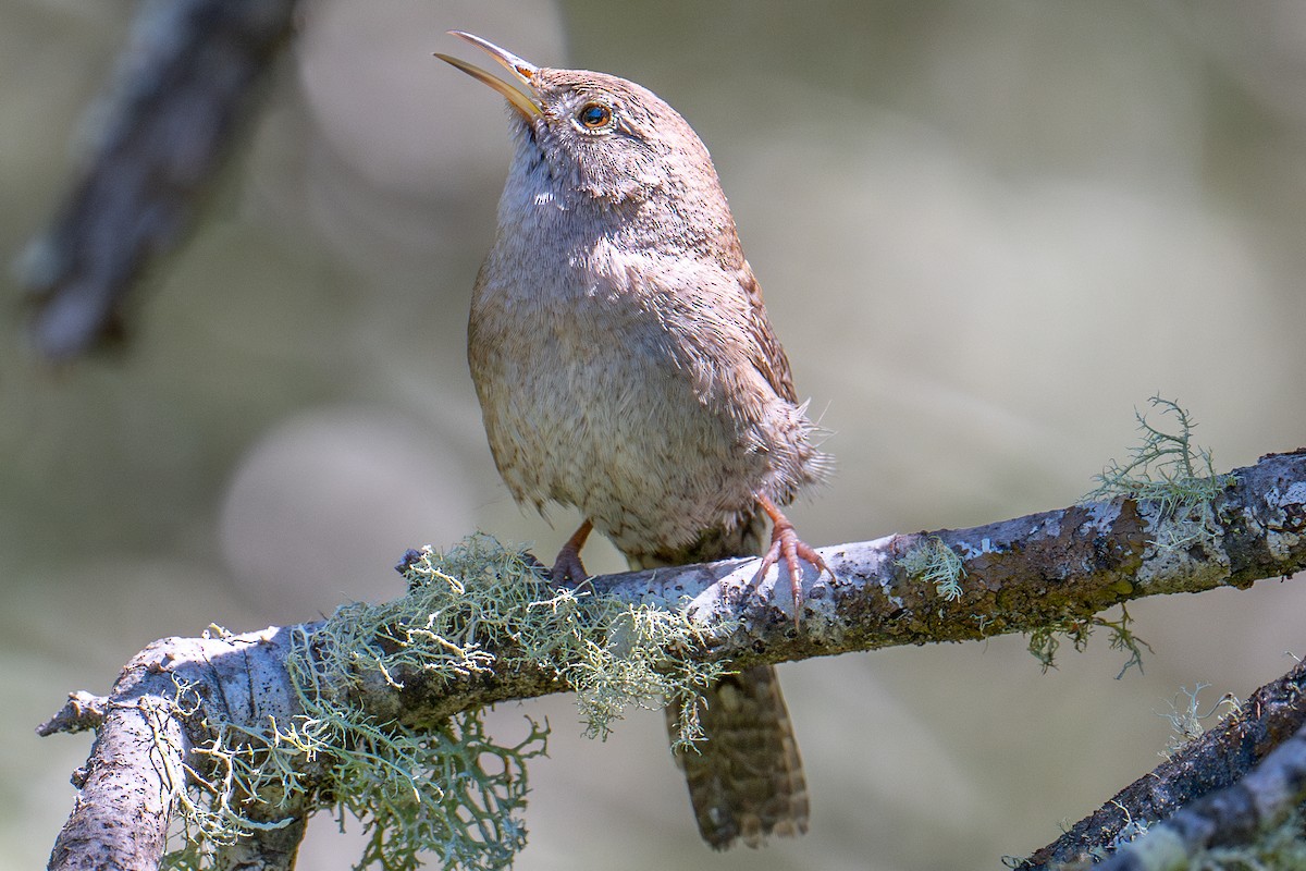 House Wren (Northern) - ML617267669