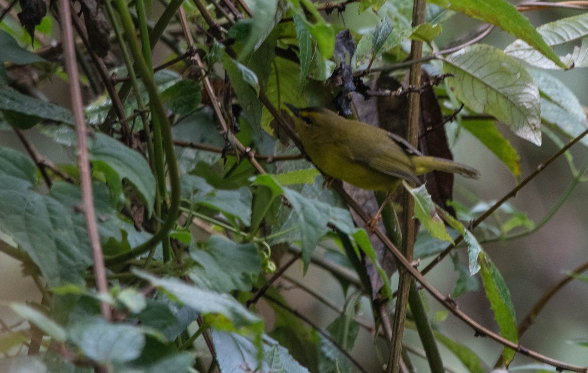 Black-crested Warbler - ML617267671