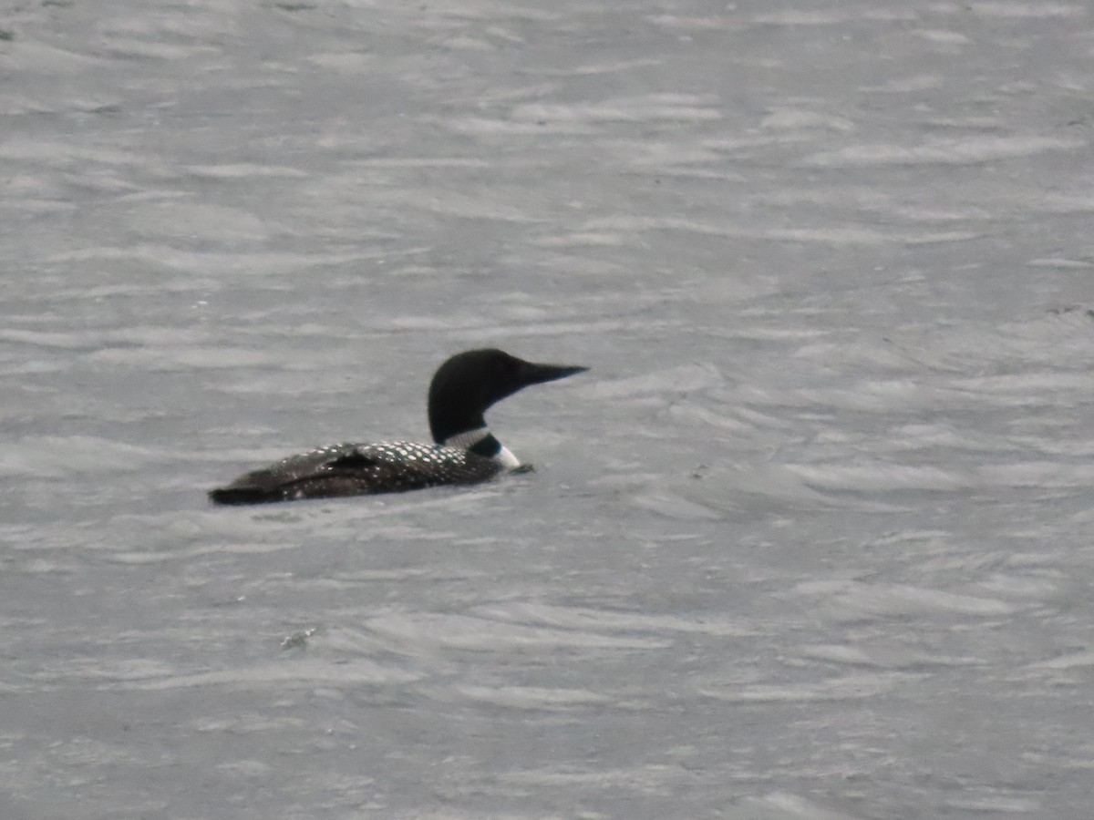 Common Loon - ML617267676