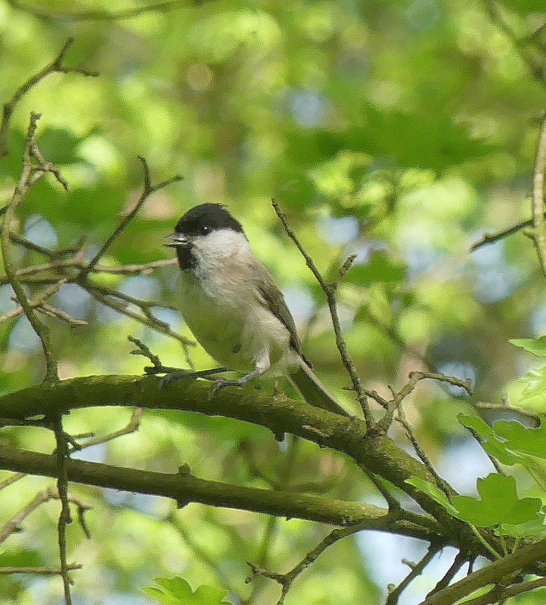 Marsh Tit - ML617267683