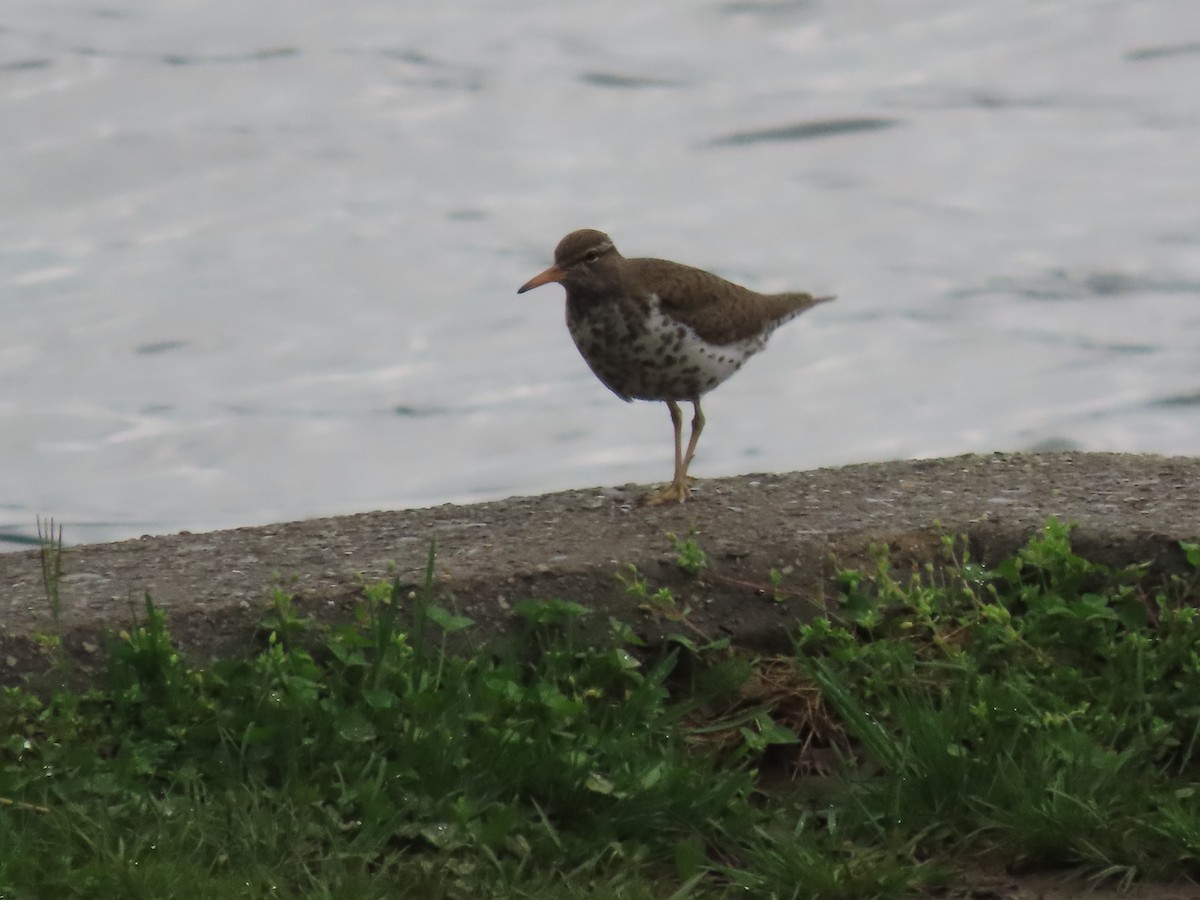 Spotted Sandpiper - ML617267686