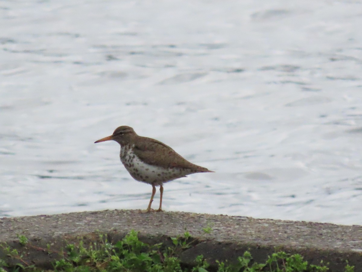 Spotted Sandpiper - ML617267699