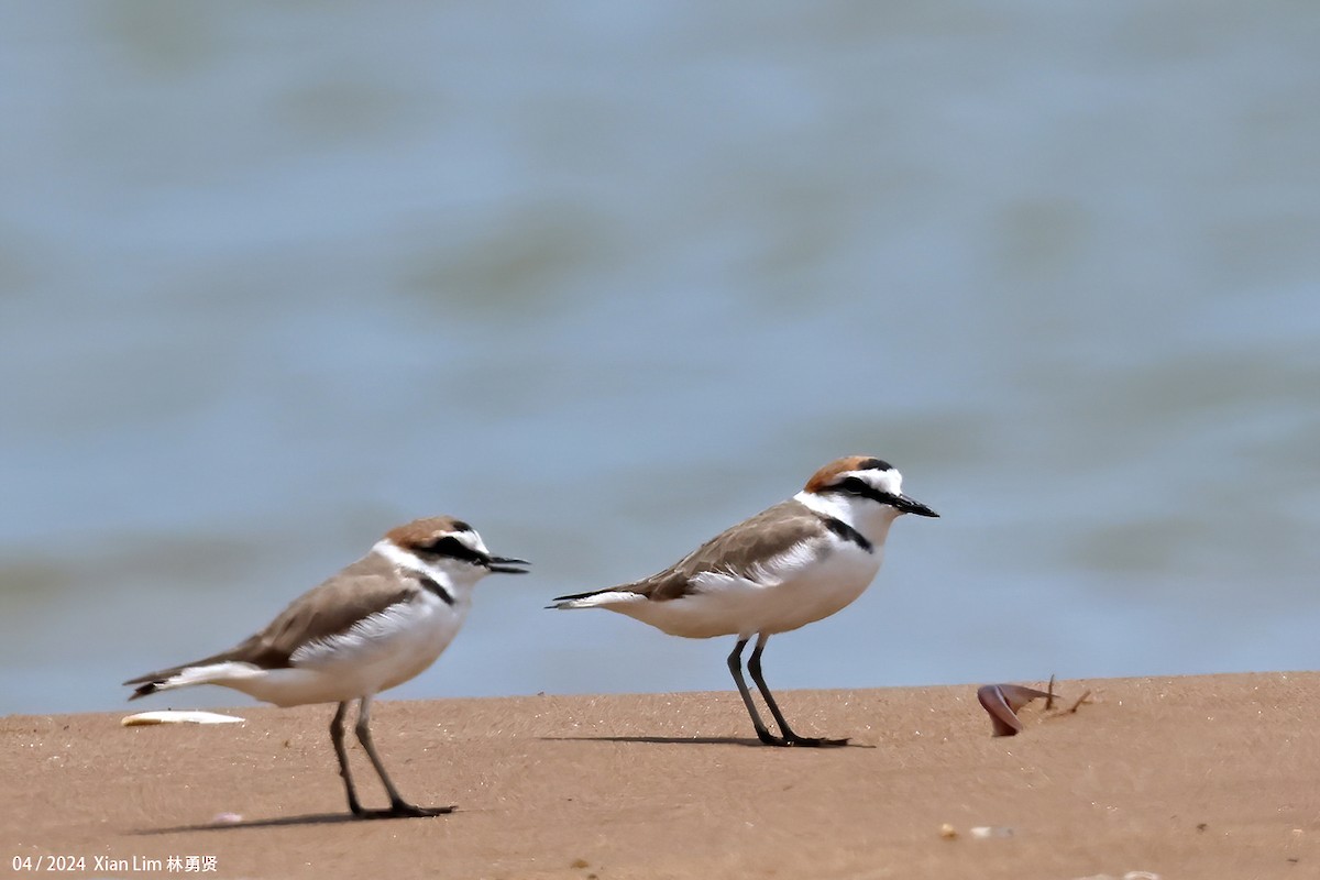 Kentish Plover - ML617267723