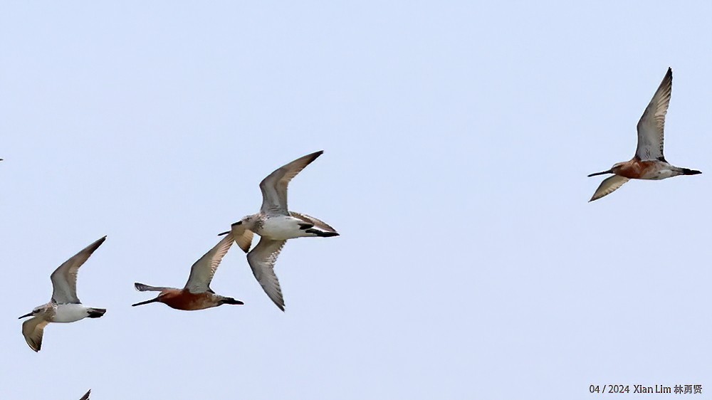 Asian Dowitcher - ML617267766