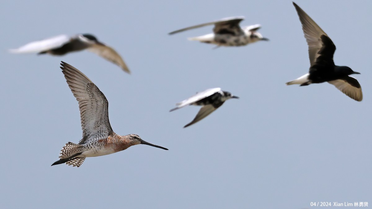 Asian Dowitcher - Lim Ying Hien