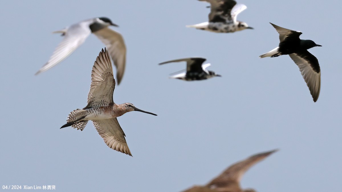 Asian Dowitcher - ML617267769