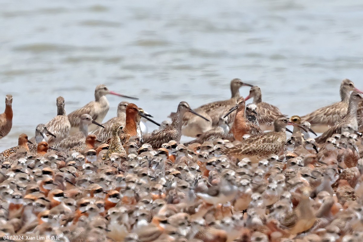 Asian Dowitcher - ML617267770