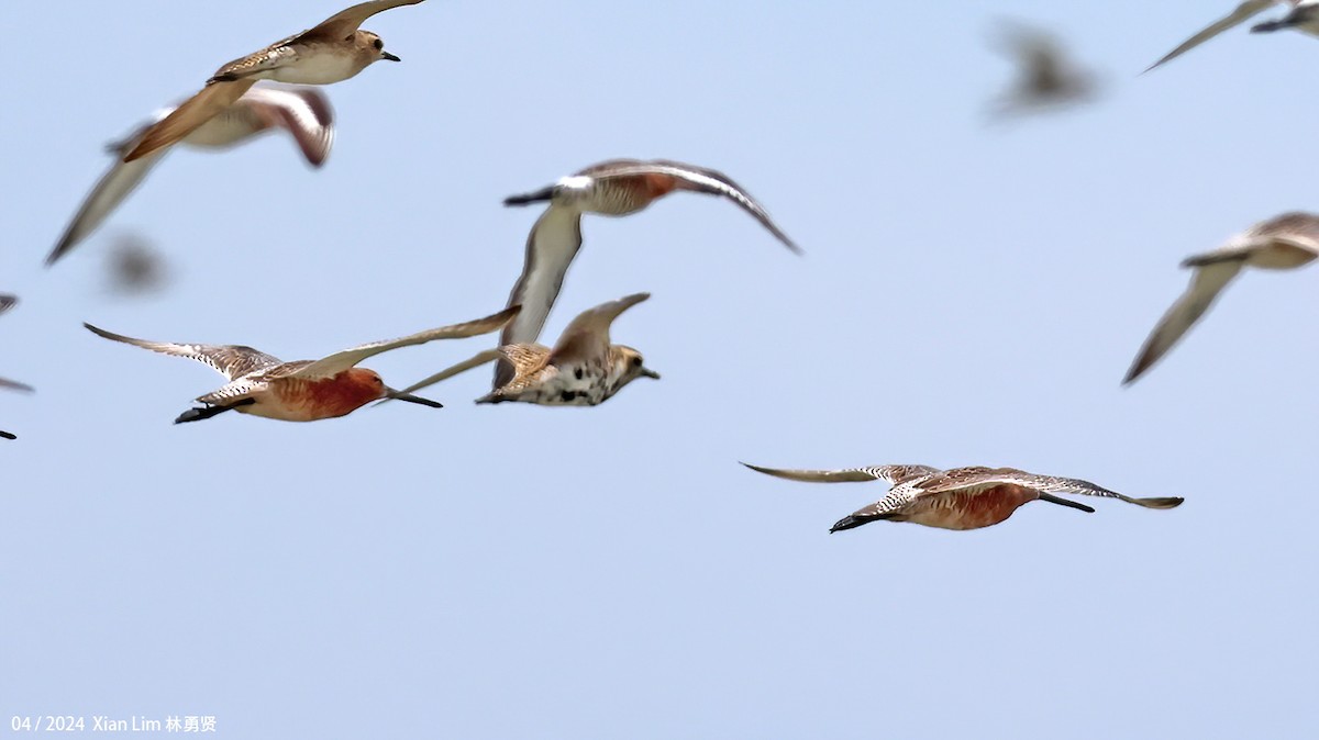 Asian Dowitcher - ML617267771