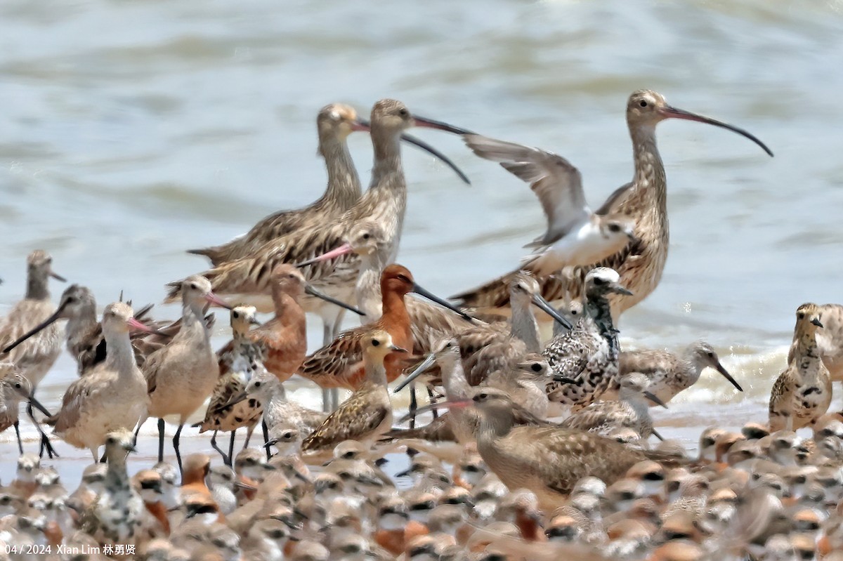 Asian Dowitcher - ML617267772