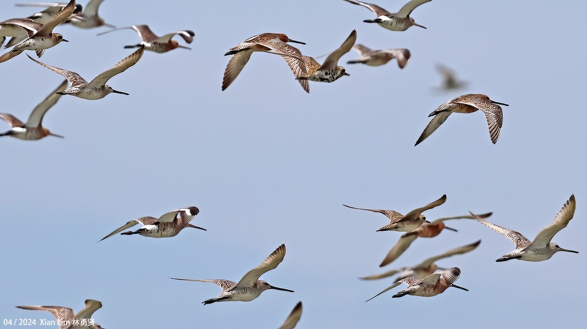 Asian Dowitcher - ML617267773