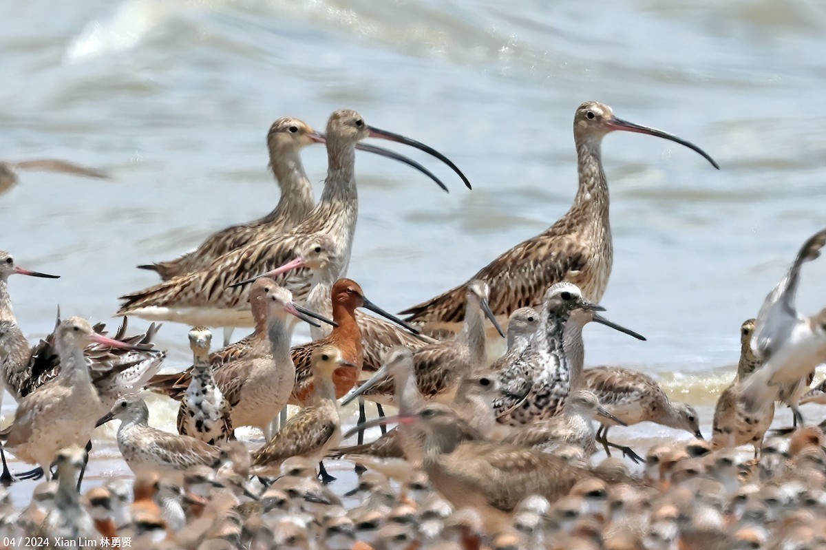 Asian Dowitcher - Lim Ying Hien