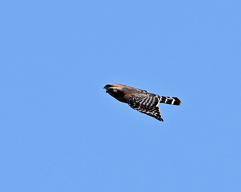 Red-shouldered Hawk - ML617267840