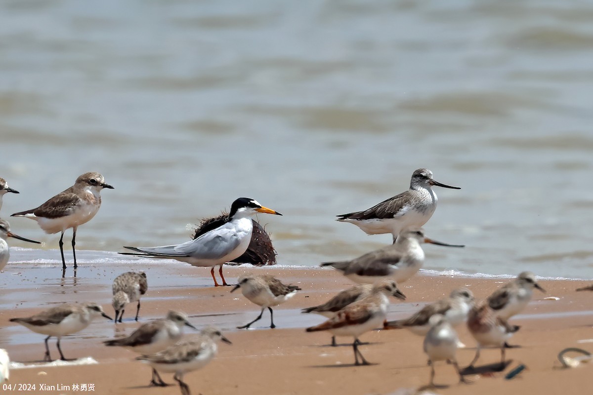 Little Tern - ML617267871