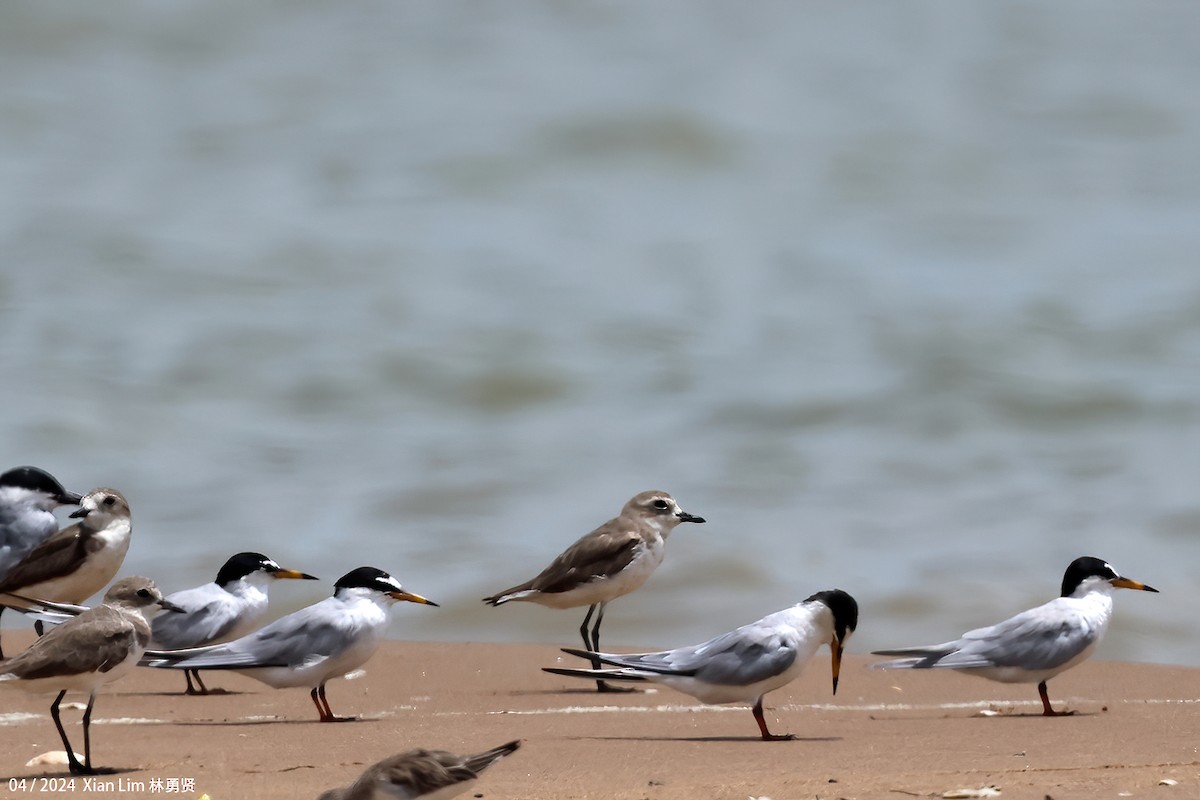 Little Tern - ML617267872