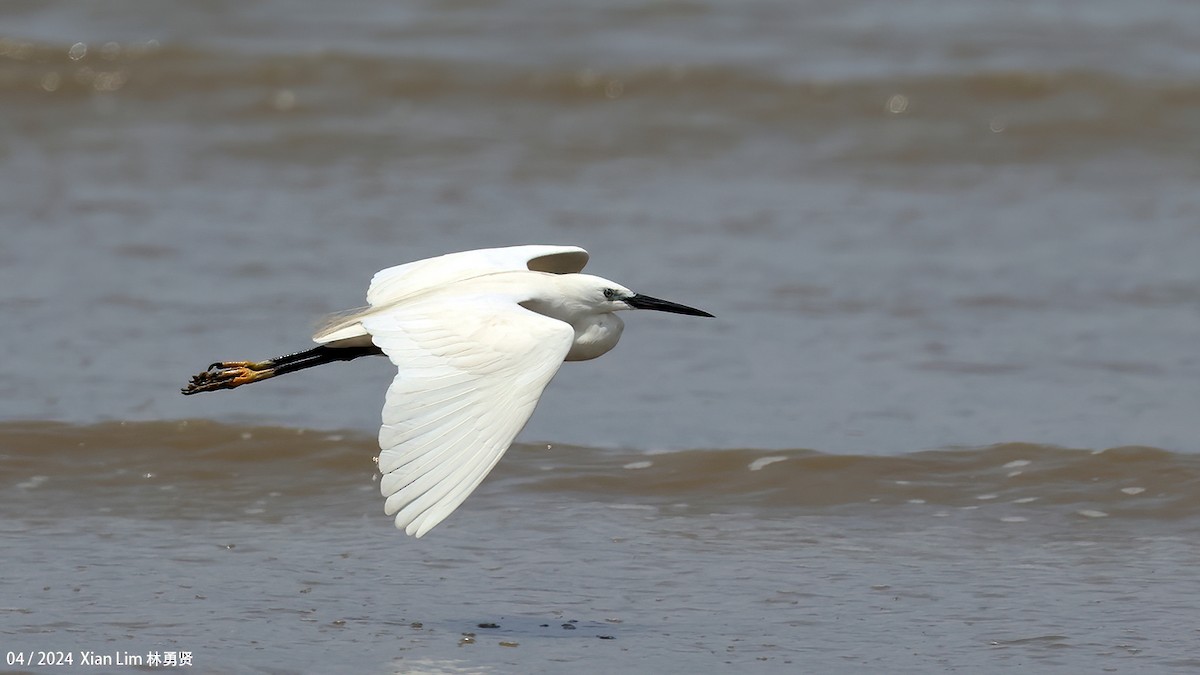 Little Egret - ML617267875