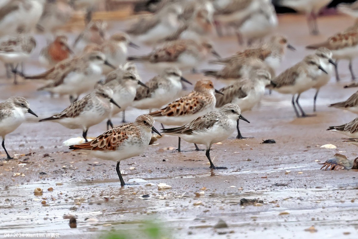 Little Stint - ML617267914