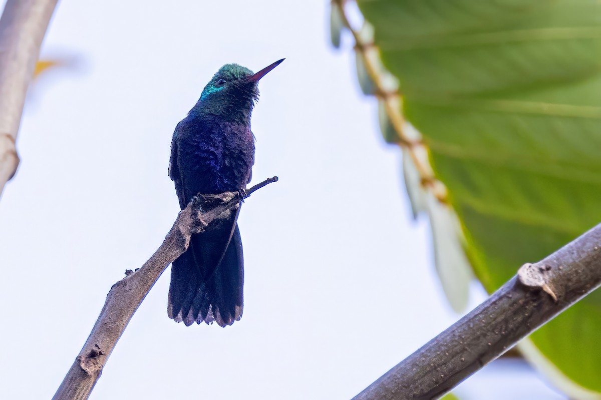 Violet-bellied Hummingbird - ML617267955