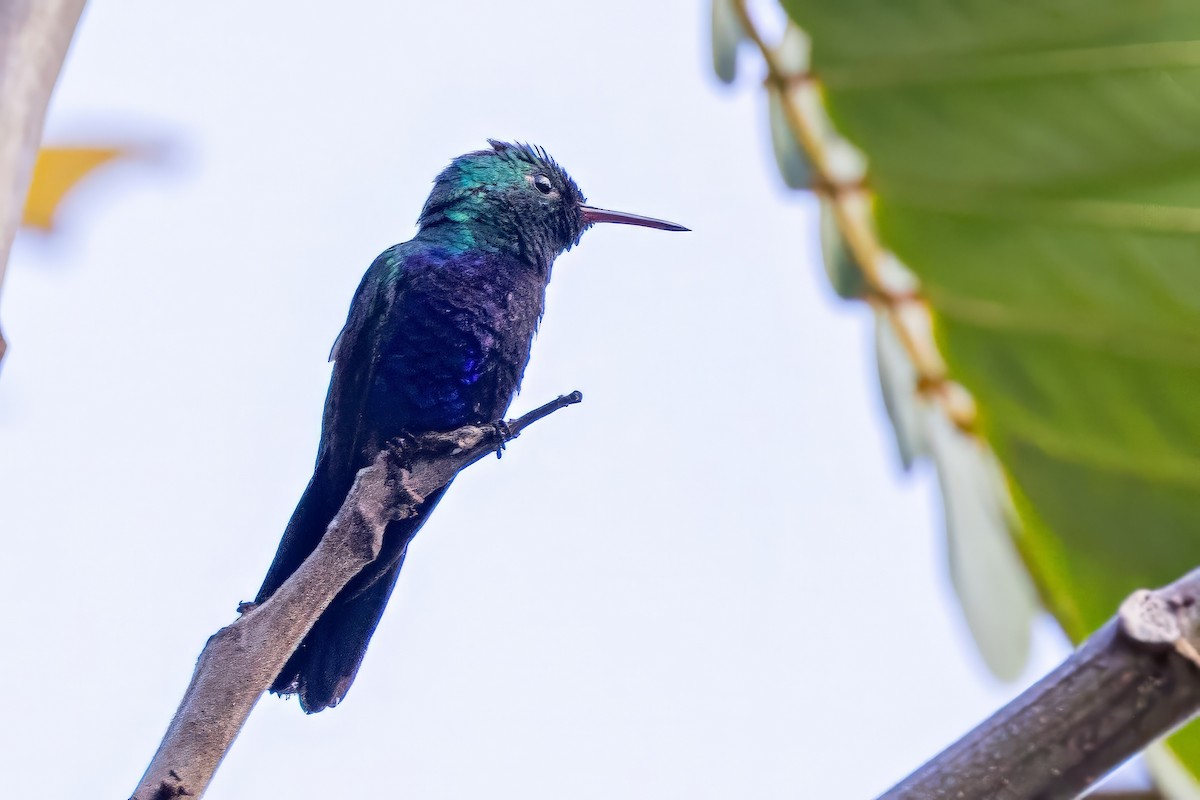 Violet-bellied Hummingbird - ML617267960